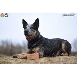 SCANVET Scanomune - odporność psa i kota 20mg 30 kaps.