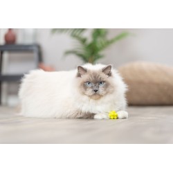 TRIXIE Zabawka Piłeczki gumowe dla kota 4 szt.