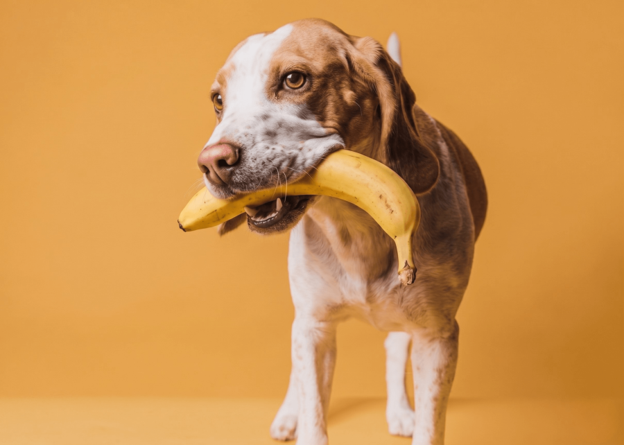 Czy pies może jeść banana?
